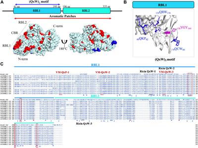 In silico prediction of molecular mechanisms of toxicity mediated by the leptospiral PF07598 gene family-encoded virulence-modifying proteins